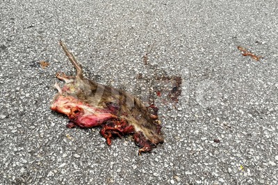 Rat mouse dead flattened crushed on road Stock Photo