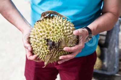 Hand holding freshly harvested musang king durian variety Stock Photo