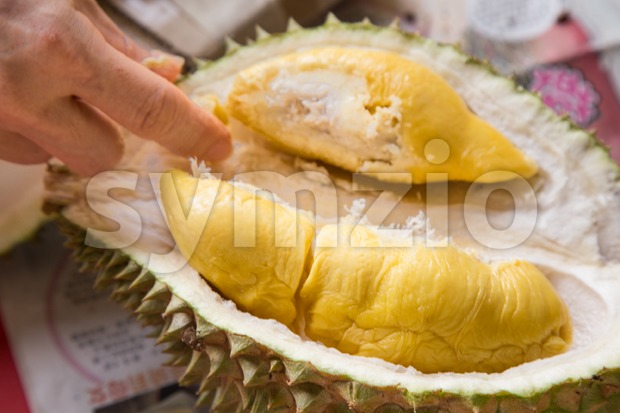 Hand picking yellow flash from husk of musang king durian Stock Photo