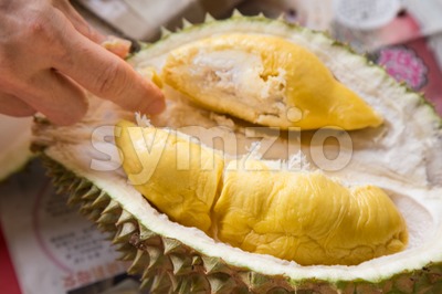 Hand picking yellow flash from husk of musang king durian Stock Photo