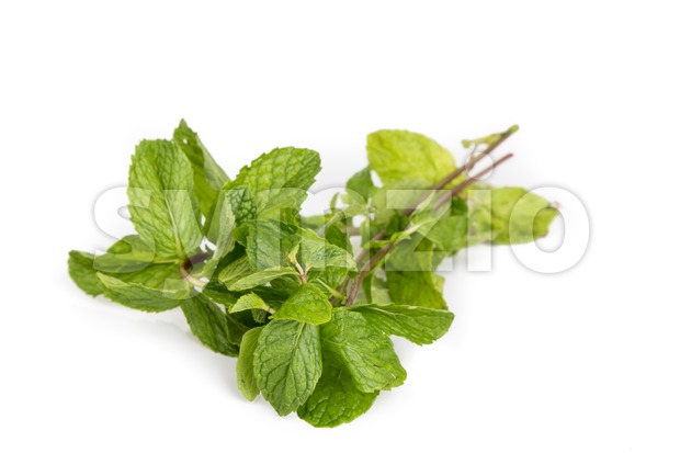 Fresh aromatic peppermint leafs on white background Stock Photo