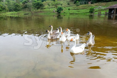 Flock of domestic geese swimming in lake Stock Photo