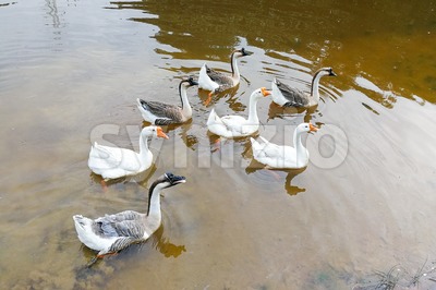 Flock of domestic geese swimming in lake Stock Photo