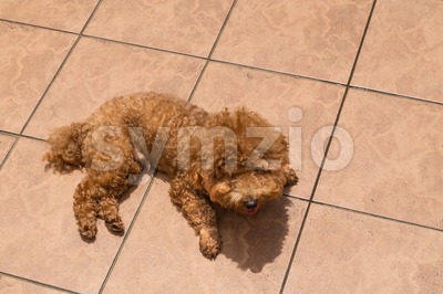 Dog sun bathing as therapy to relieve itchy skin Stock Photo