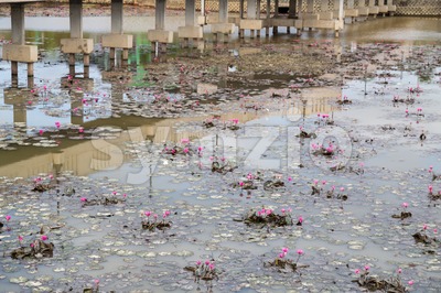 Dirty polluted pond with dying water lily plant Stock Photo