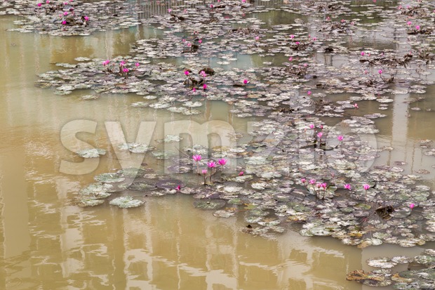 Dirty polluted pond with dying lotus water plant Stock Photo
