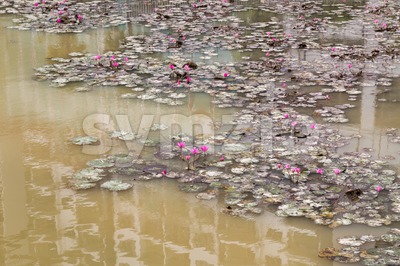 Dirty polluted pond with dying lotus water plant Stock Photo