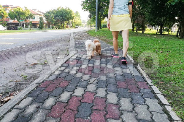 Women walking obedient smart poodle dogs without needing leash Stock Photo