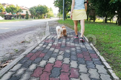 Women walking obedient smart poodle dogs without needing leash Stock Photo