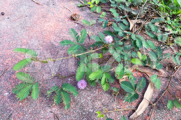 Shameplant or mimosa pudica growing between grass Stock Photo