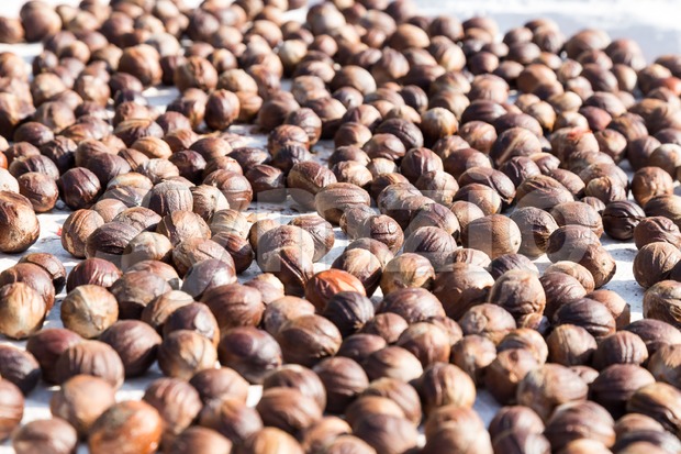 Close-up of fresh nutmeg mace seed being dried under sun Stock Photo