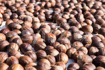 Fresh nutmeg mace seed being dried under the sun Stock Photo