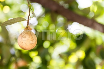 Close-up of fresh nutmeg mace seed being dried under sun Stock Photo