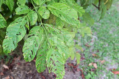 Tree leafs with holes with bites from insects, parasite, worms, snails Stock Photo