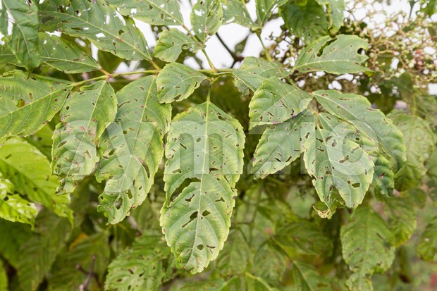 Tree leafs with holes with bites from insects, parasite, worms, snails Stock Photo