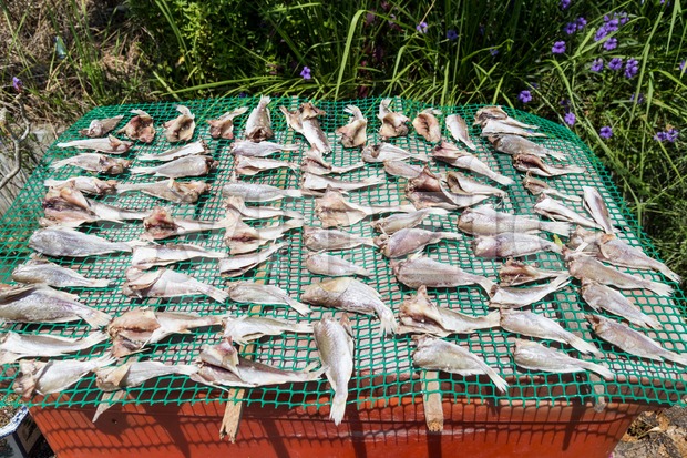 Fish being sun dried with salt in Malaysia Stock Photo