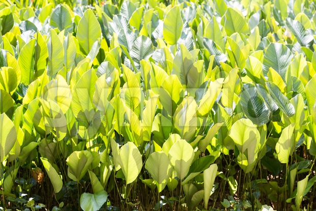 Lush fertile green leafs in tropical garden Stock Photo
