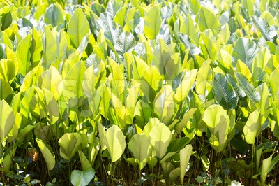 Lush fertile green leafs in tropical garden Stock Photo