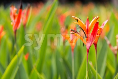 Birds of Paradise flower and plant, thrives in tropical climate Stock Photo