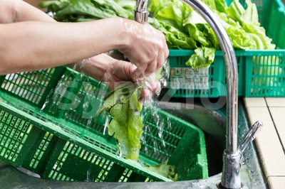 Hand washing leafy vegetable with running water in household sink Stock Photo