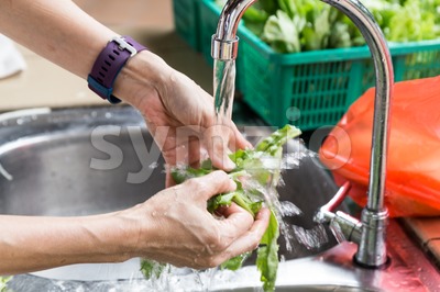 Hand washing leafy vegetable with running water in household sink Stock Photo