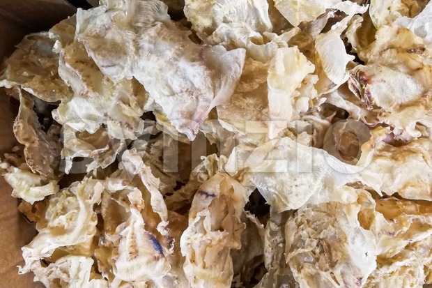 Dried fish maw or bladder, a delicacy in Chinese cuisine Stock Photo