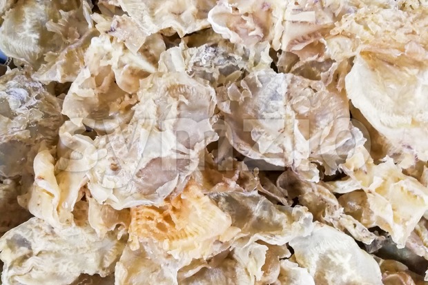 Dried fish maw or bladder, a delicacy in Chinese cuisine Stock Photo