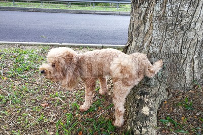 Male poodle dog pee on tree trunk to mark territory Stock Photo