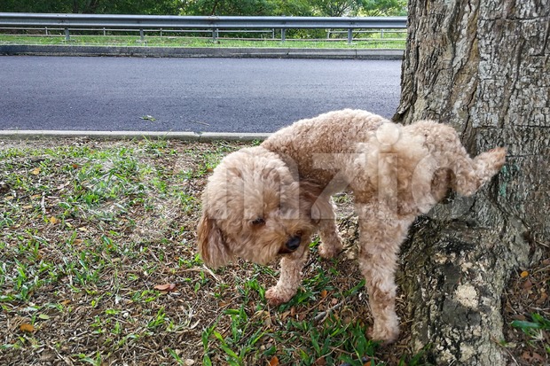 Male poodle dog pee on tree trunk to mark territory Stock Photo