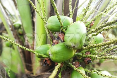 Small healthy baby coconut fruits growing from stem Stock Photo