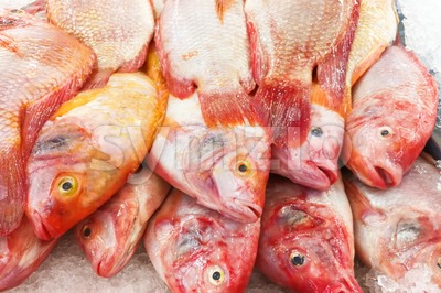 Red tilapia snapper fish on ice for sale in market Stock Photo