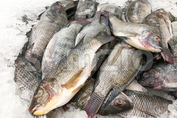 Black tilapia snapper fish on ice for sale in market Stock Photo