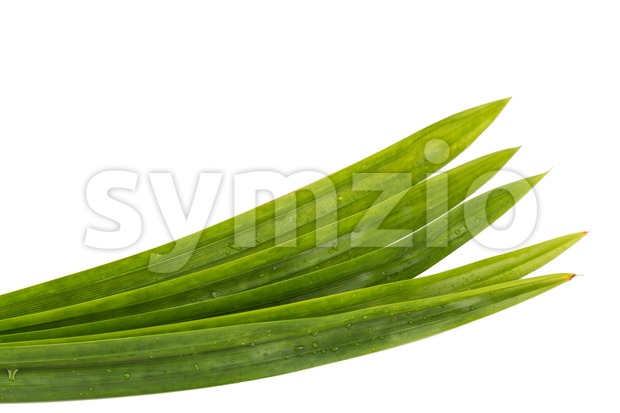 Pandan leaf, fragrant leaf used as ingredient in Asian cooking Stock Photo