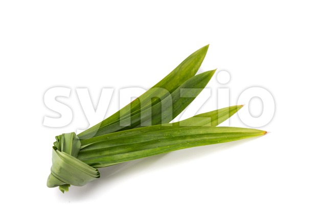 Pandan leaf, fragrant leaf used as ingredient in Asian cooking Stock Photo