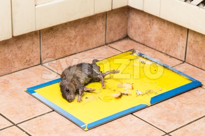 Rat captured on disposable glue trap board on kitchen floor Stock Photo