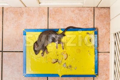 Rat captured on disposable glue trap board on kitchen floor Stock Photo