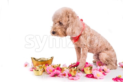 Dog in Chinese New Year festive setting in white background Stock Photo