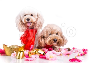 Two dogs in Chinese New Year festive setting white background Stock Photo