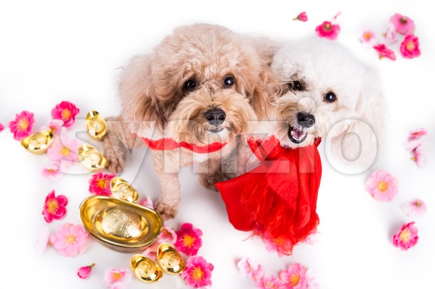 Two dogs in Chinese New Year festive setting white background Stock Photo