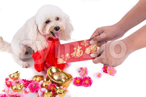Giving red envelop with Good Luck word to dog Stock Photo