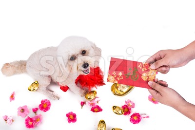 Giving red envelop with Good Luck word to dog Stock Photo