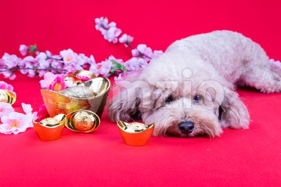 Dog in Chinese New Year festive setting in red background Stock Photo