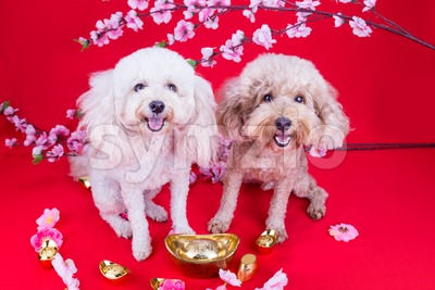 Dog in Chinese New Year festive setting in red background Stock Photo