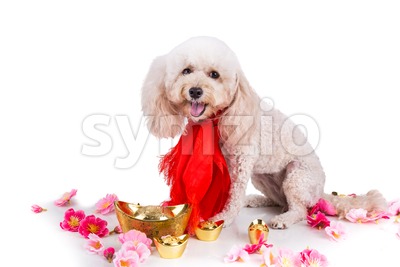 Dog in Chinese New Year festive setting in white background Stock Photo