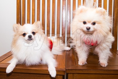 Dogs dressed in Chinese New Year costume with word lucky Stock Photo