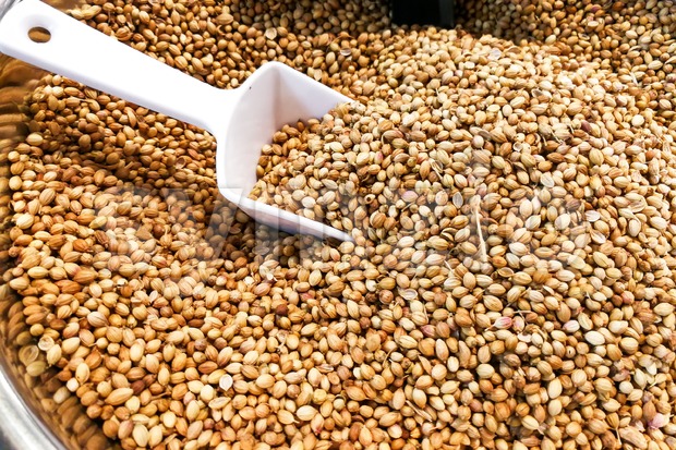 Closeup of coriander seeds or ketumbar in bucket Stock Photo