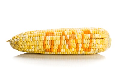 Concept of corn maize with GMO on corn seeds kernels Stock Photo