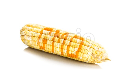 Concept of corn maize with GMO on corn seeds kernels Stock Photo