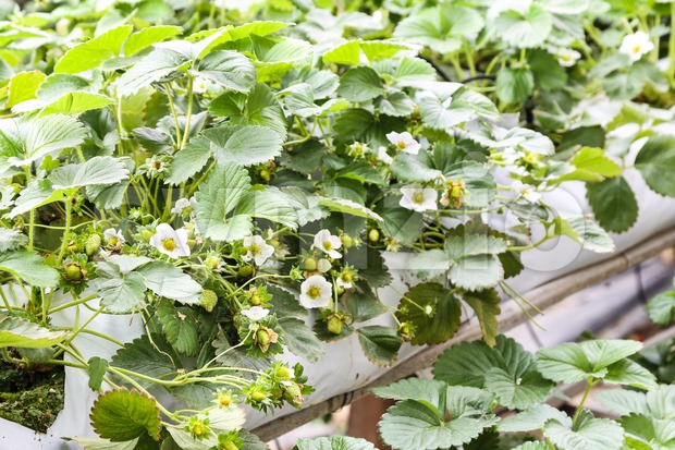 Strawberry flower and buds planted in containers. Stock Photo