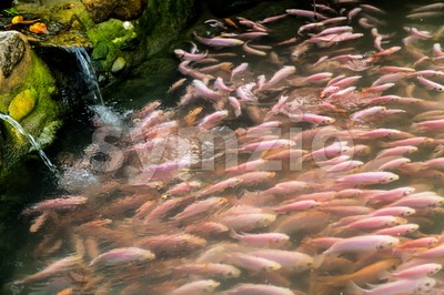 Many red tilapia fresh water fish swimming in a pond with running water Stock Photo